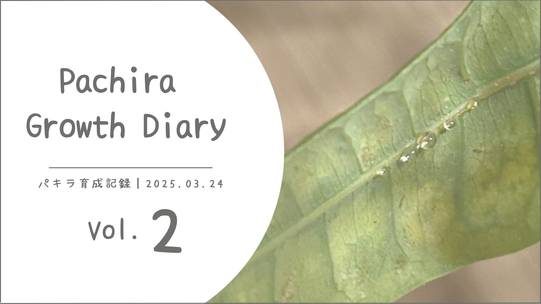パキラ育成記アイキャッチ画像