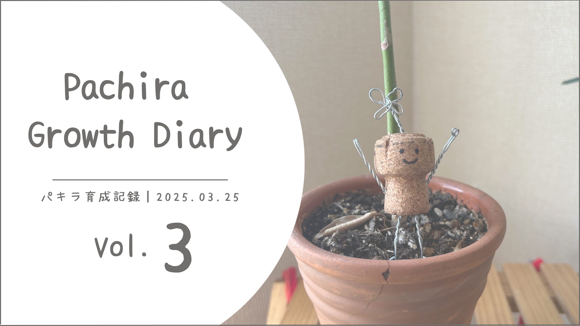 パキラ育成記アイキャッチ画像