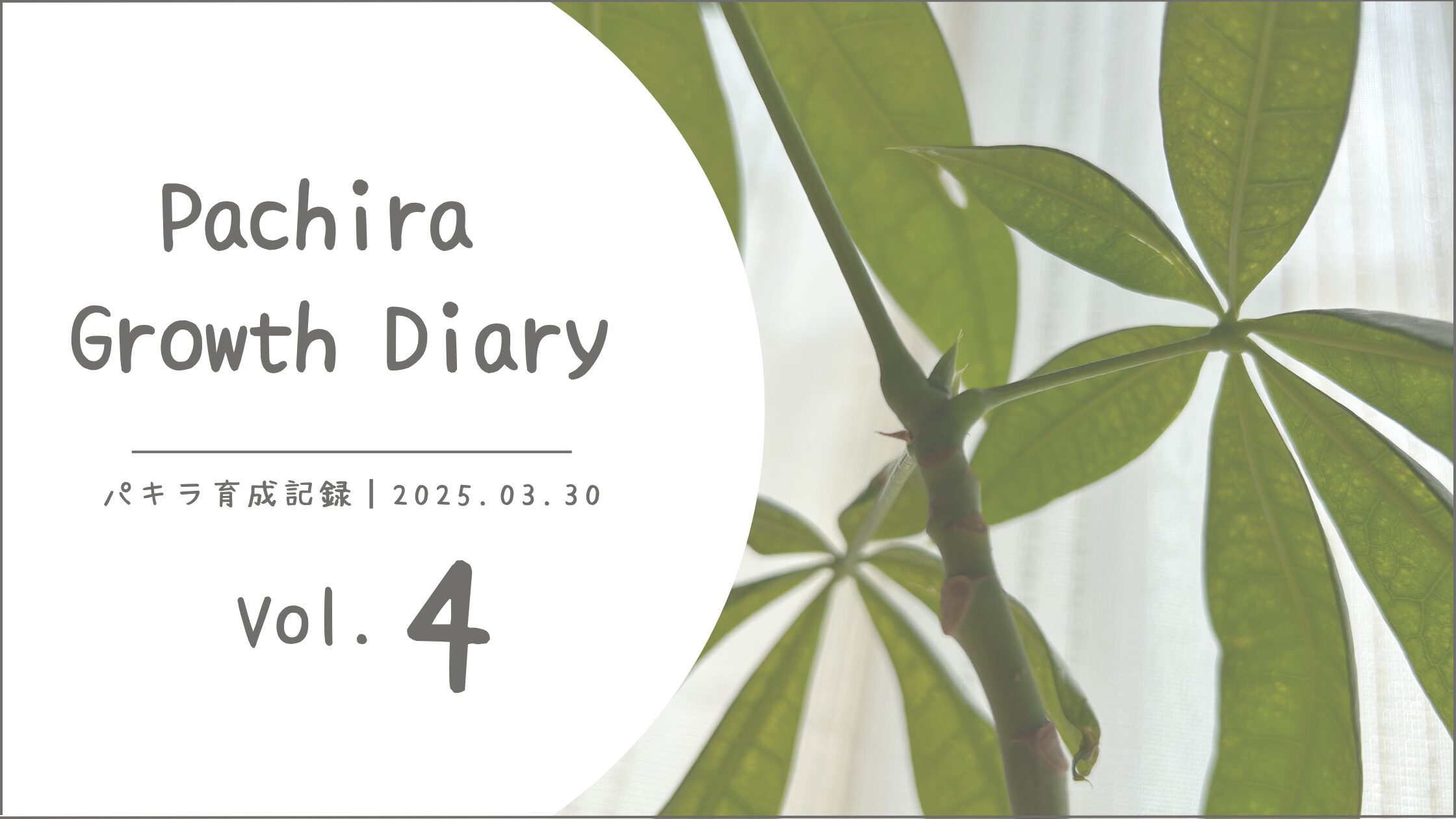 パキラ育成記アイキャッチ画像