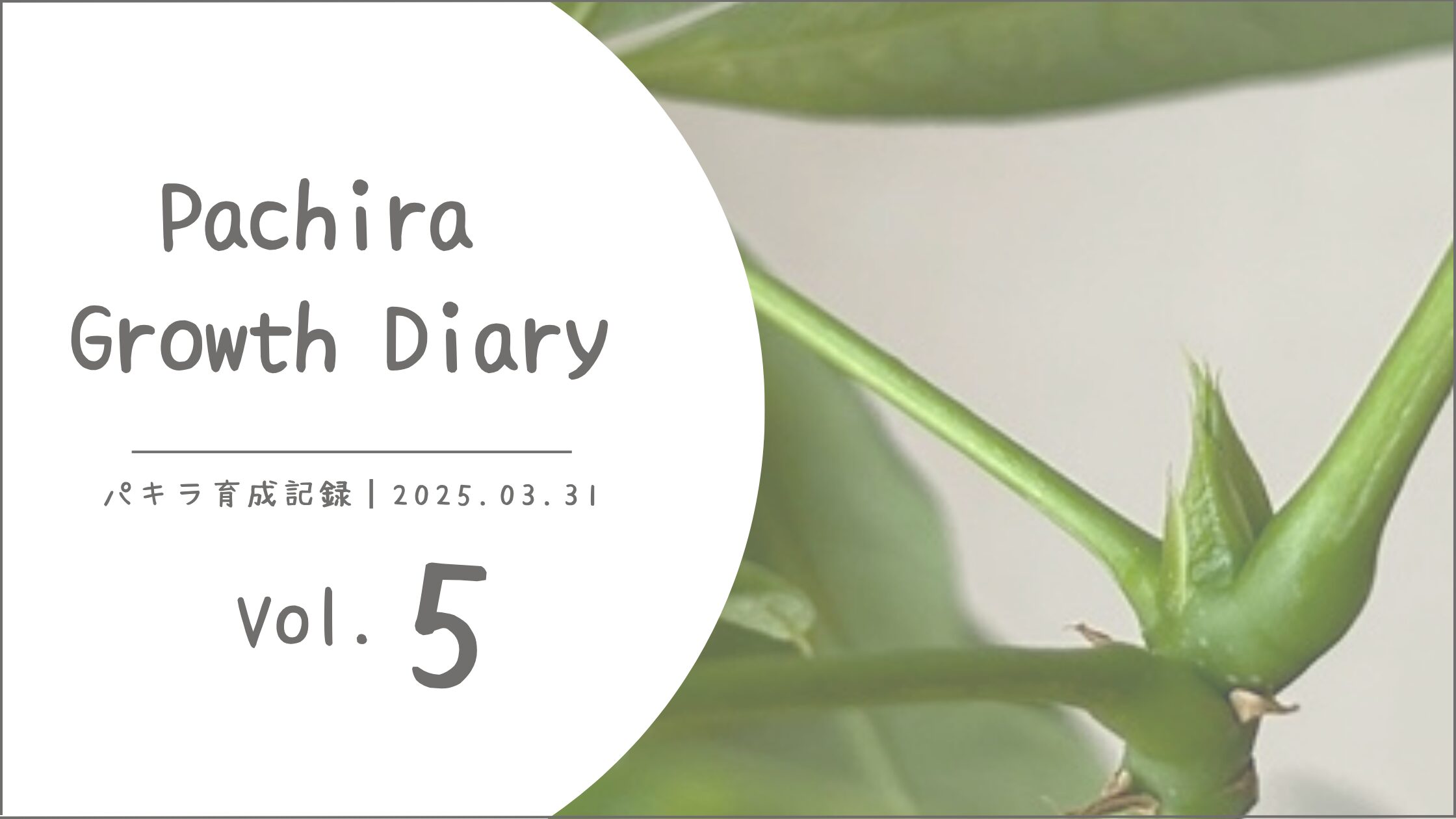 パキラ育成記アイキャッチ画像