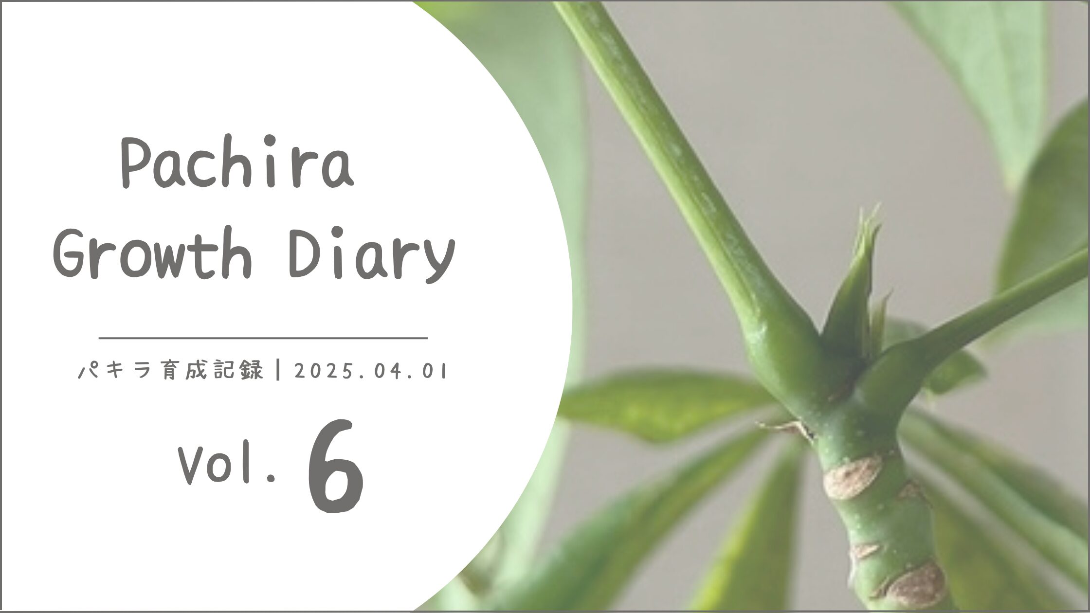 パキラ育成記アイキャッチ画像