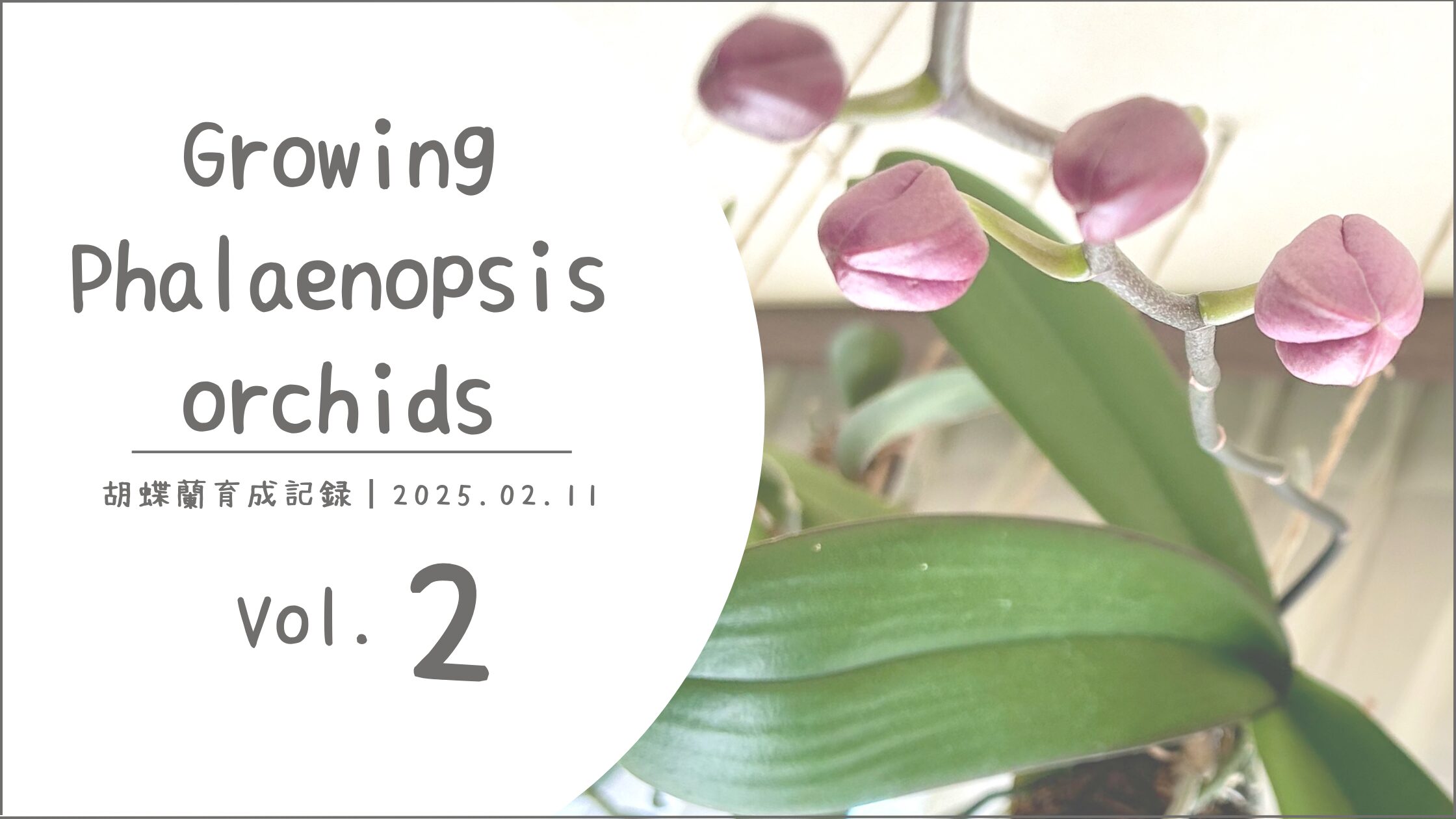 胡蝶蘭育成記アイキャッチ画像