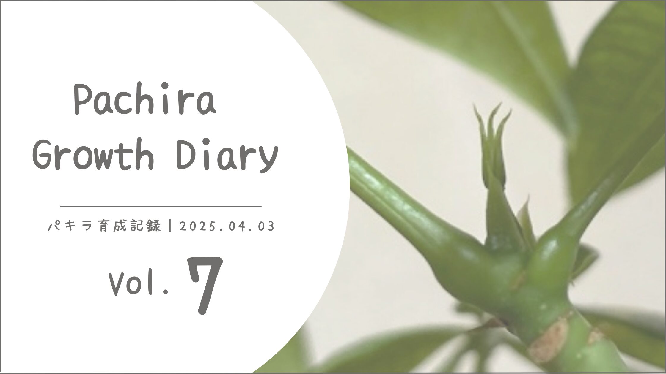パキラ育成記アイキャッチ画像