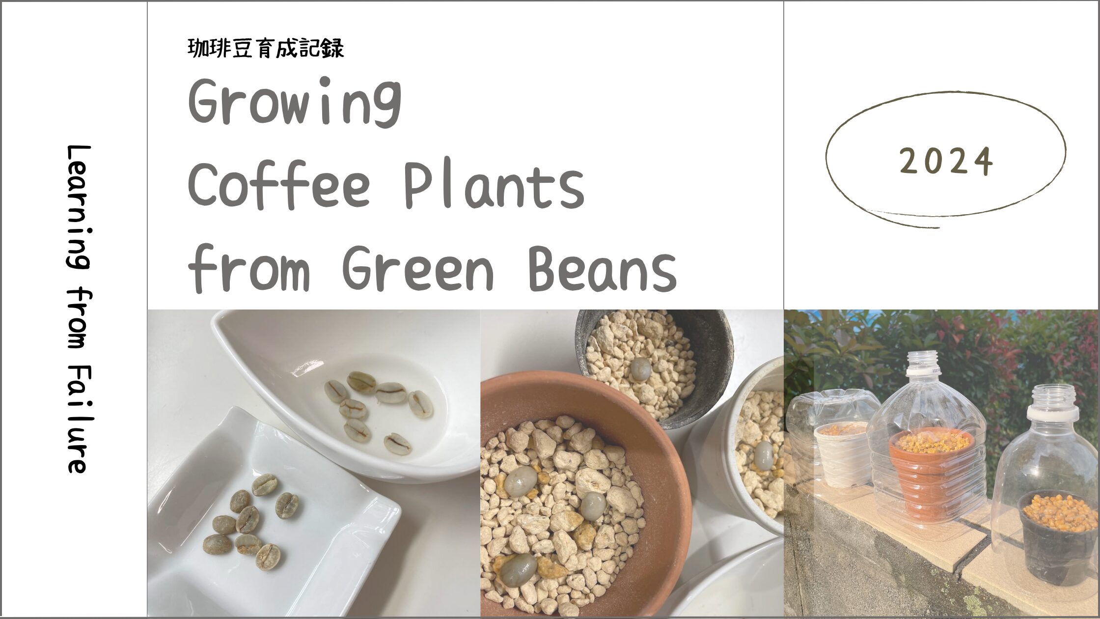 珈琲豆育成記アイキャッチ画像