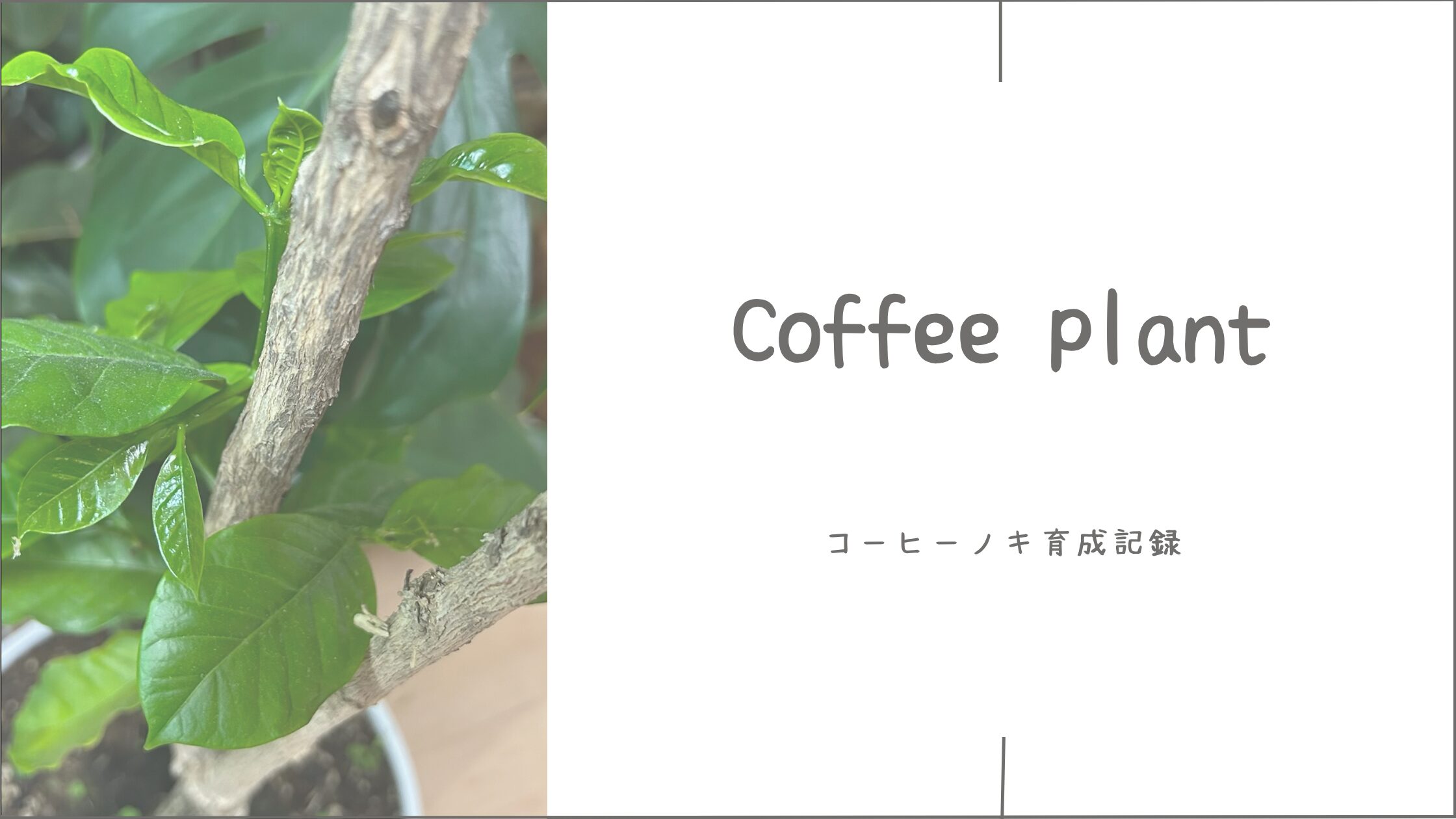 珈琲豆育成記アイキャッチ画像