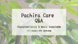 パキラ育成Q&A┃パキラの特徴・基礎知識