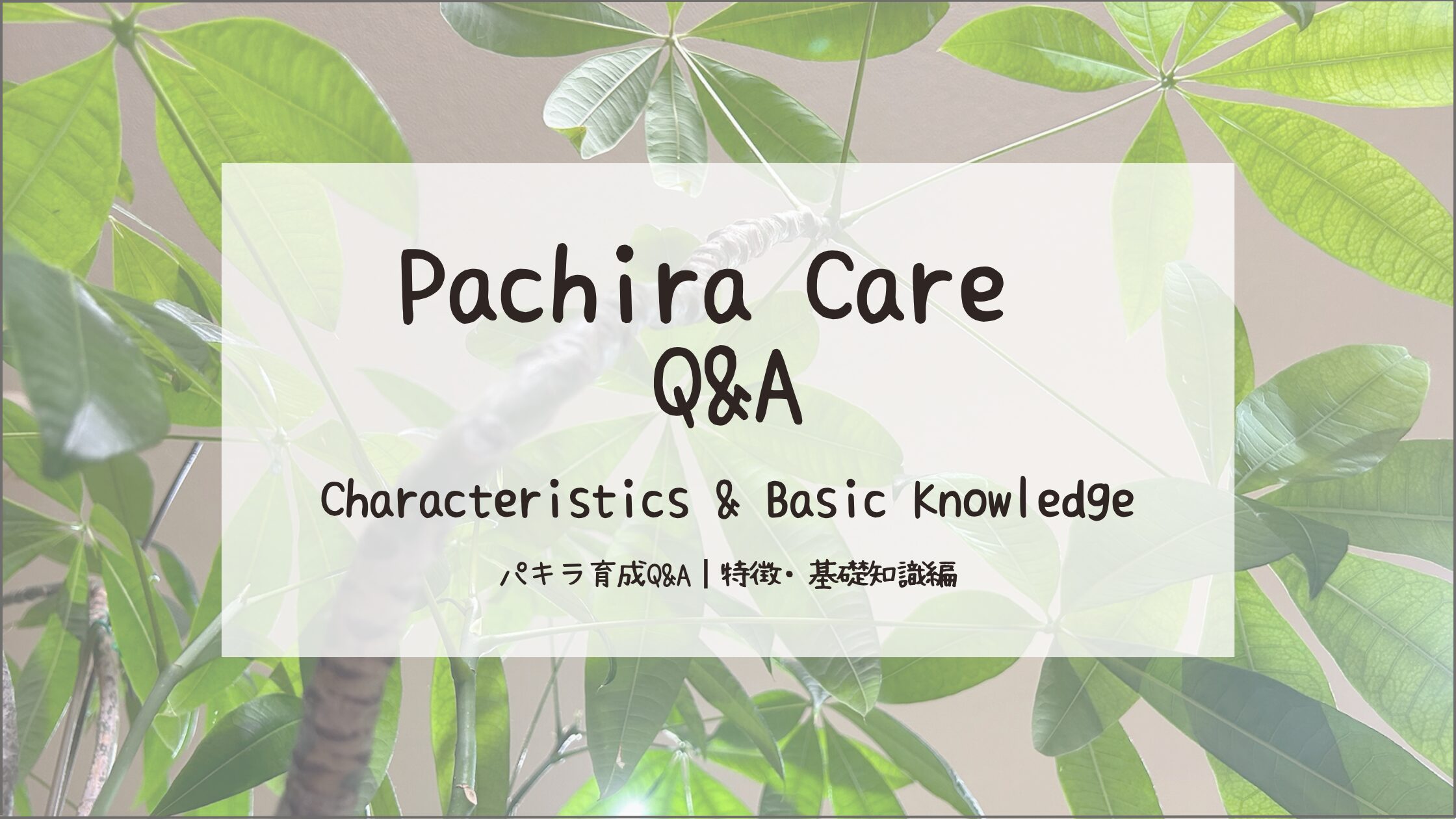 パキラ育成記アイキャッチ画像