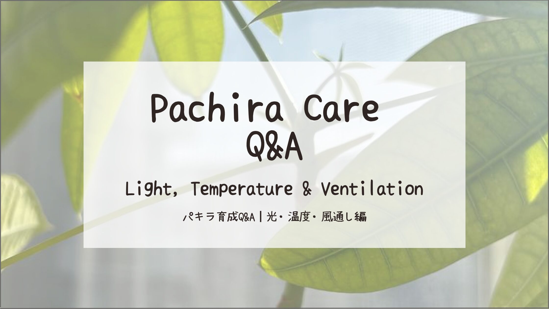 パキラ育成記アイキャッチ画像