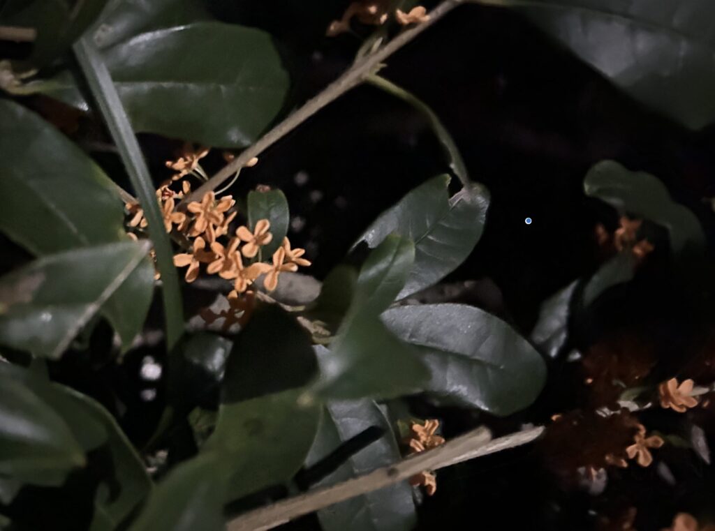 夜に撮影した金木犀の様子