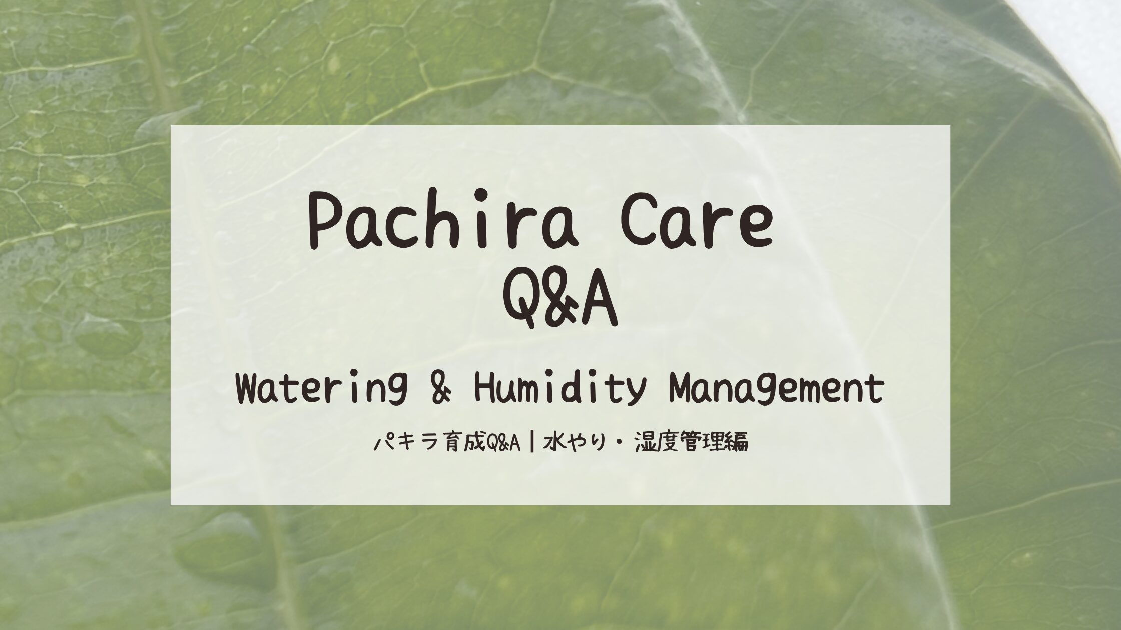 パキラ育成 Q&A┃水やり・湿度管理