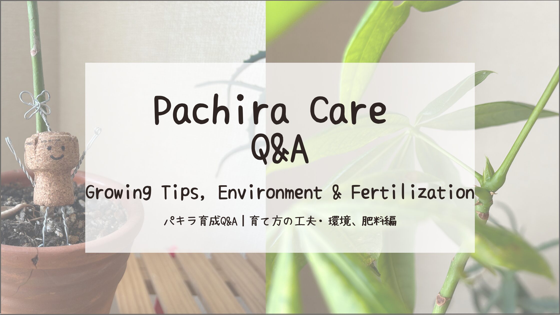 パキラ育成Q&A┃育て方の工夫・環境、肥料