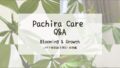 パキラ育成 Q&A┃新芽と葉から見る成長のサイン