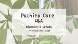 パキラ育成 Q&A┃新芽と葉から見る成長のサイン