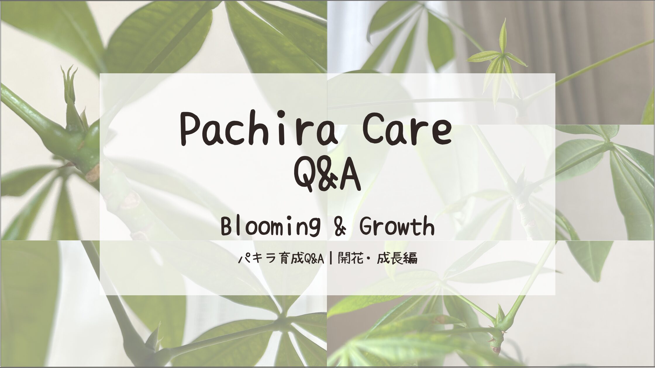 パキラ育成記アイキャッチ画像
