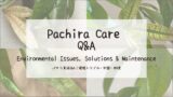 パキラ育成 Q&A┃環境トラブル・対策・処理
