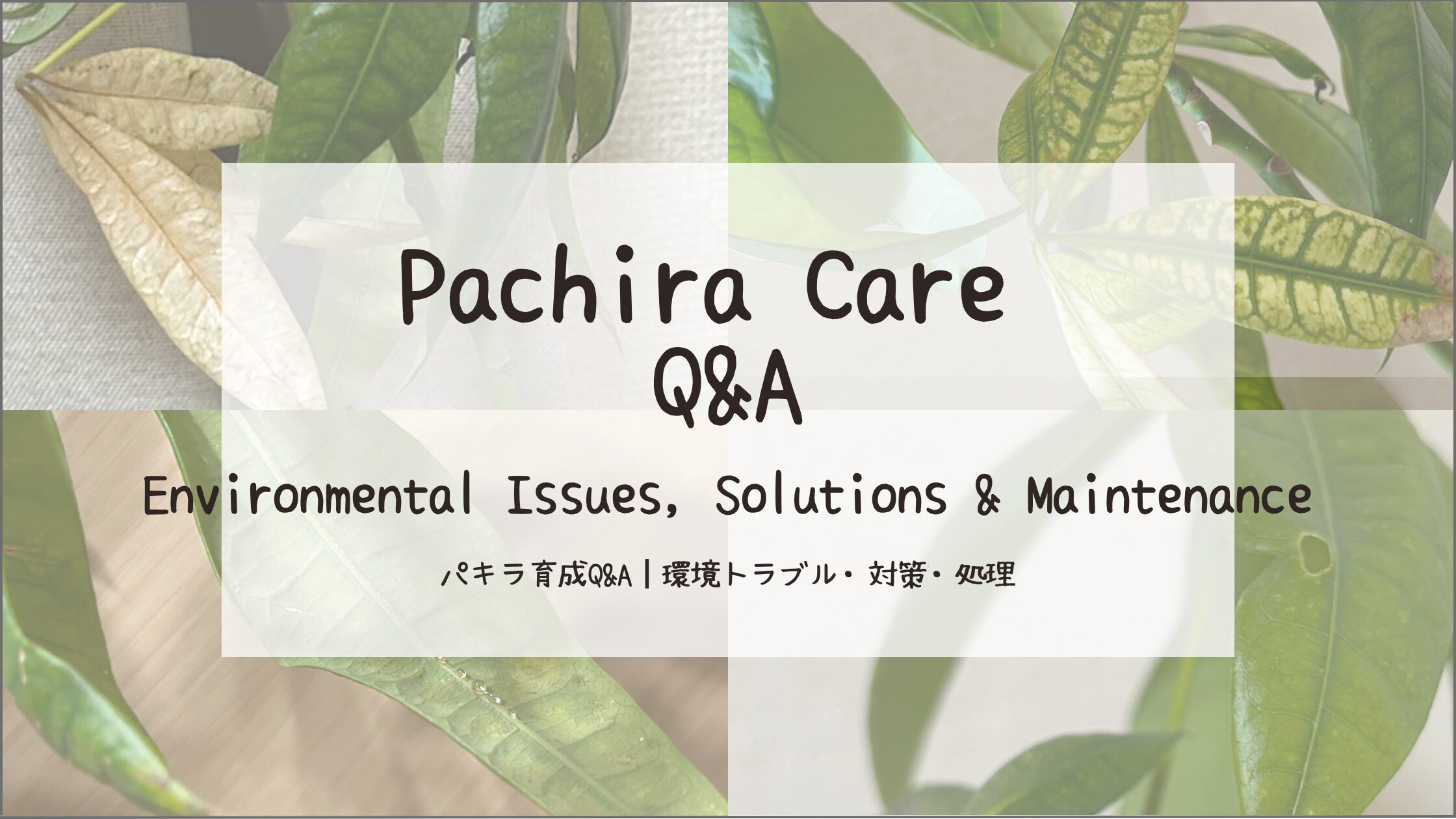 パキラ育成 Q&A┃環境トラブル・対策・処理