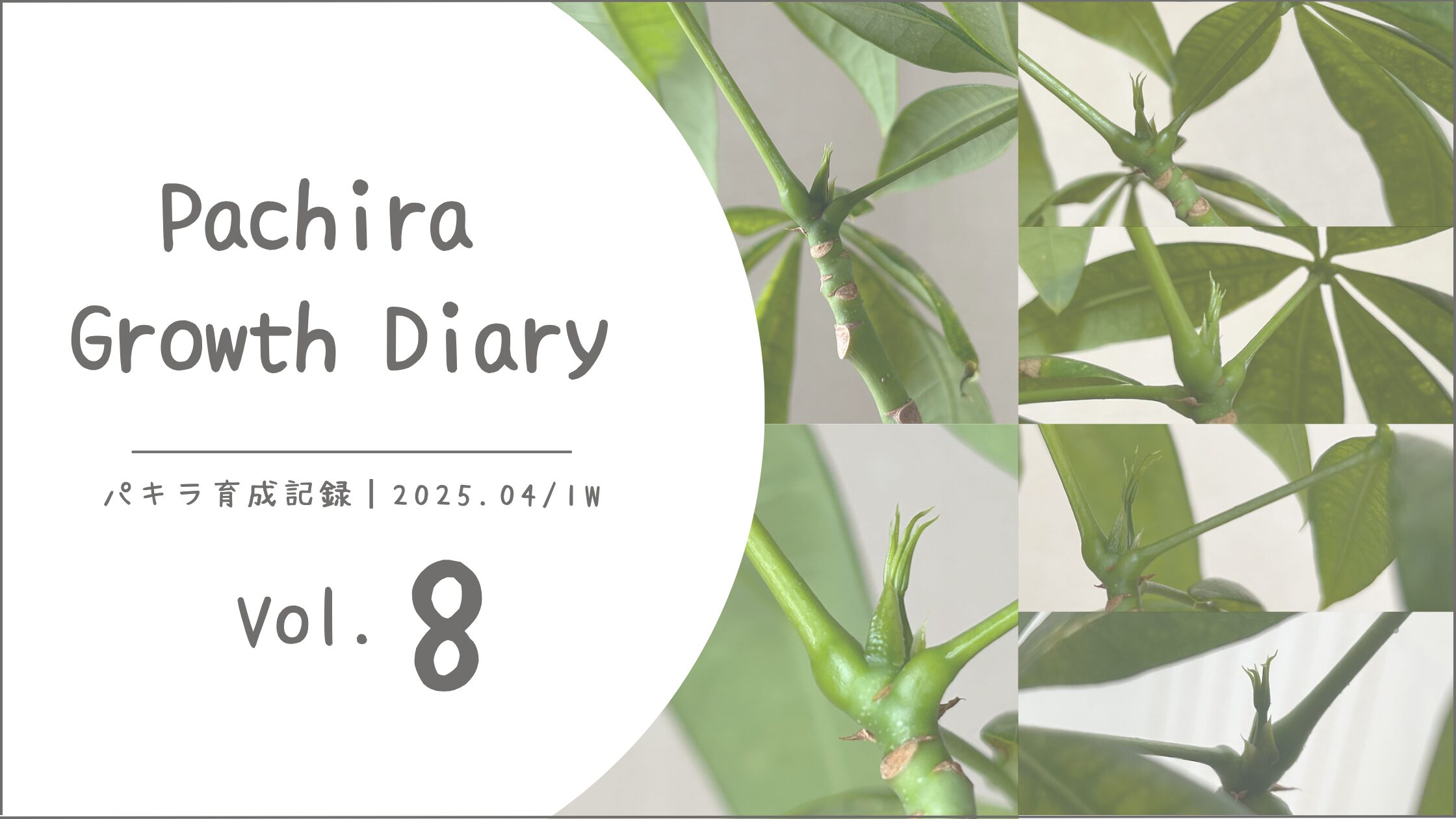 パキラ育成記アイキャッチ画像