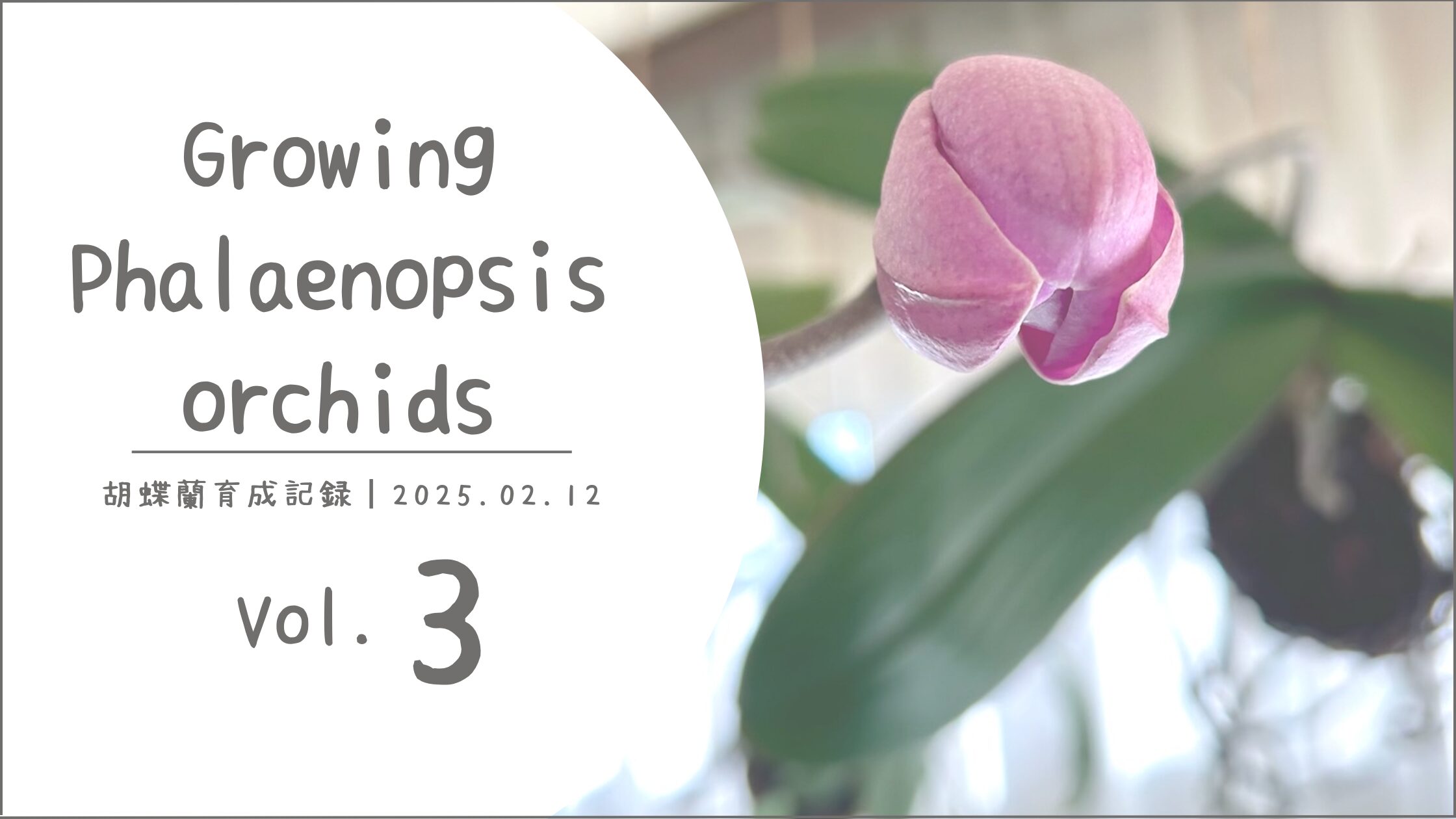 胡蝶蘭育成記アイキャッチ画像
