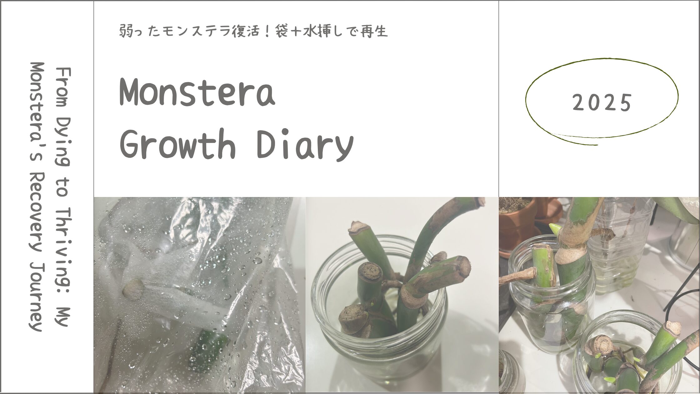 モンステラ育成記アイキャッチ画像