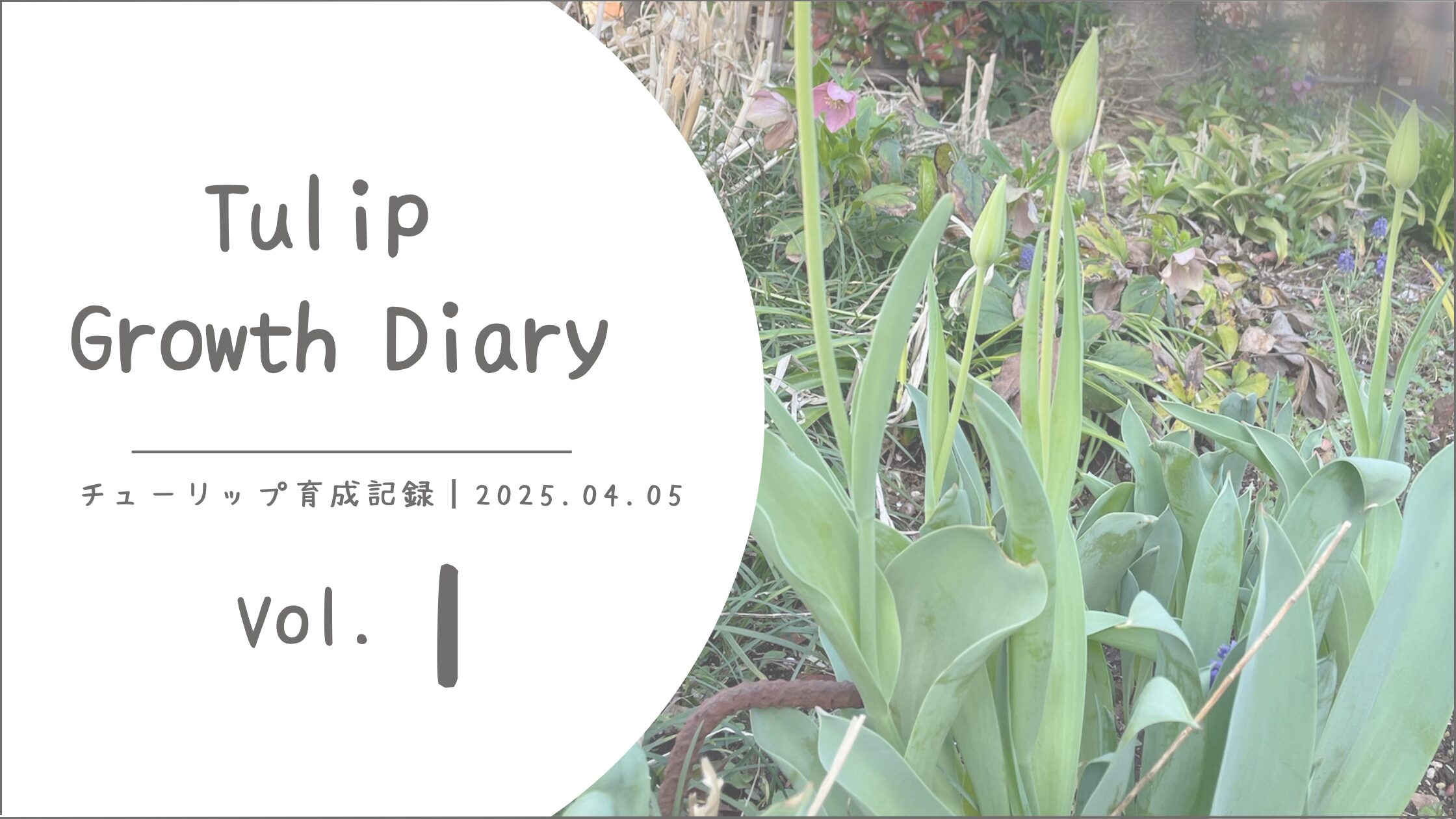 チューリップ育成記アイキャッチ画像