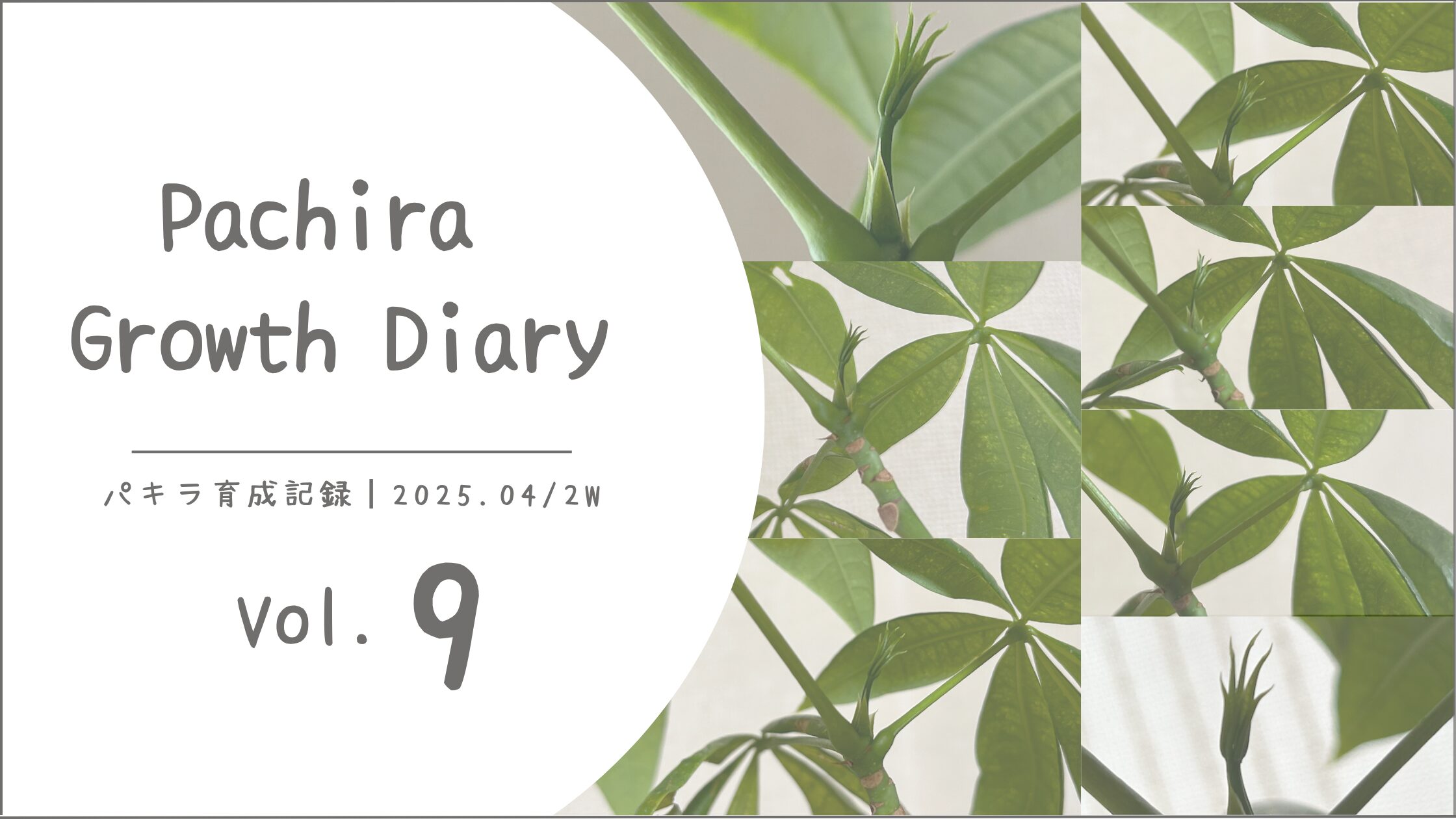 パキラ育成記アイキャッチ画像