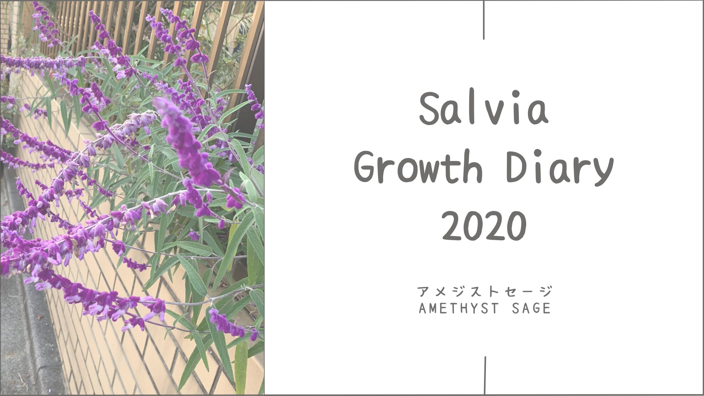 アメジストセージ育成記アイキャッチ画像
