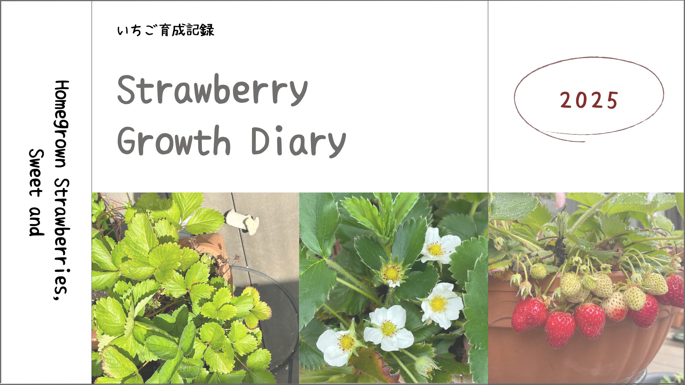 いちご育成記アイキャッチ画像