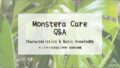 モンステラ育成Q&A┃モンステラの特徴・基礎知識