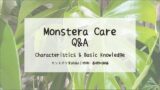 モンステラ育成Q&A┃モンステラの特徴・基礎知識