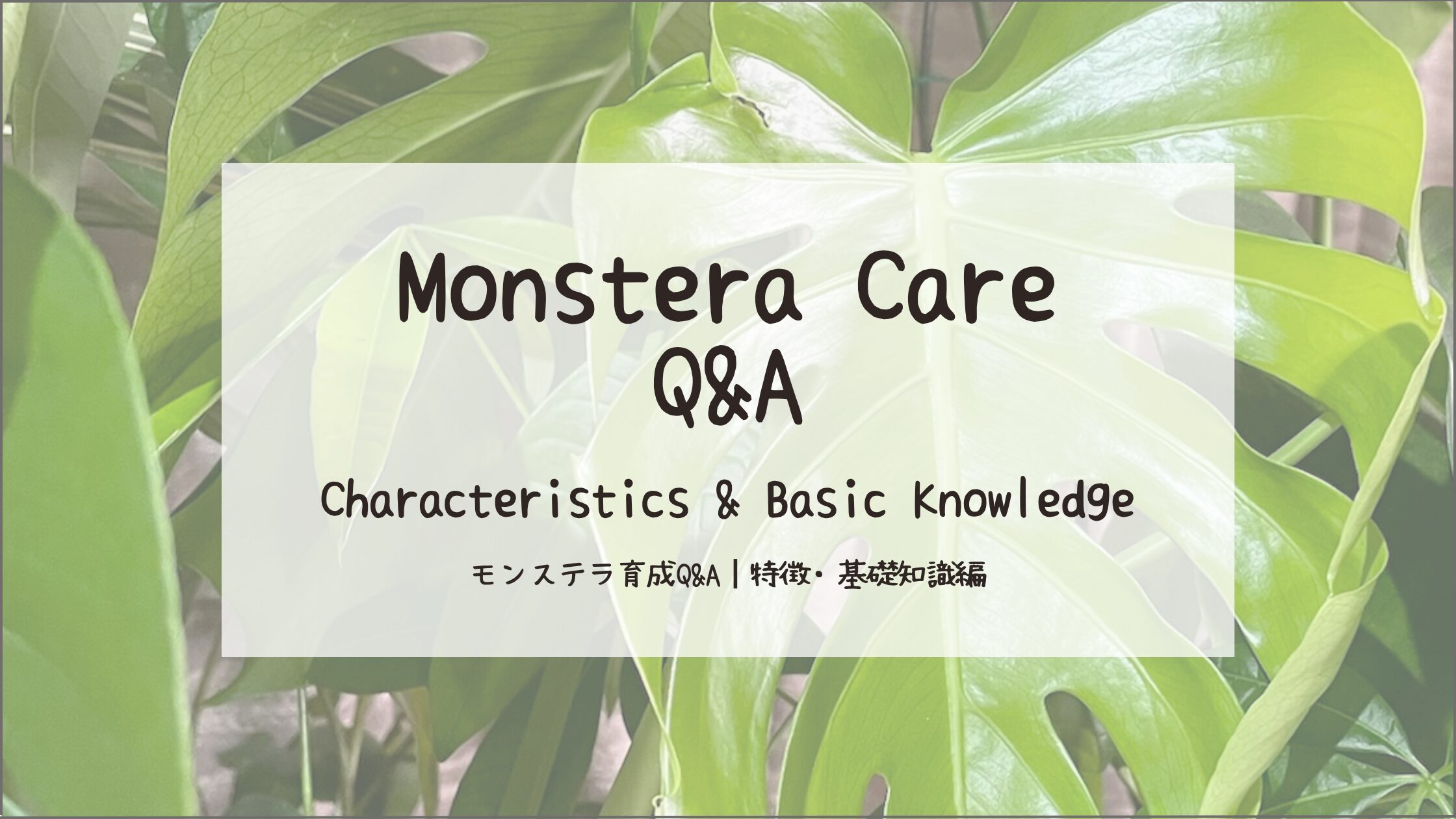 モンステラ育成Q&A┃モンステラの特徴・基礎知識