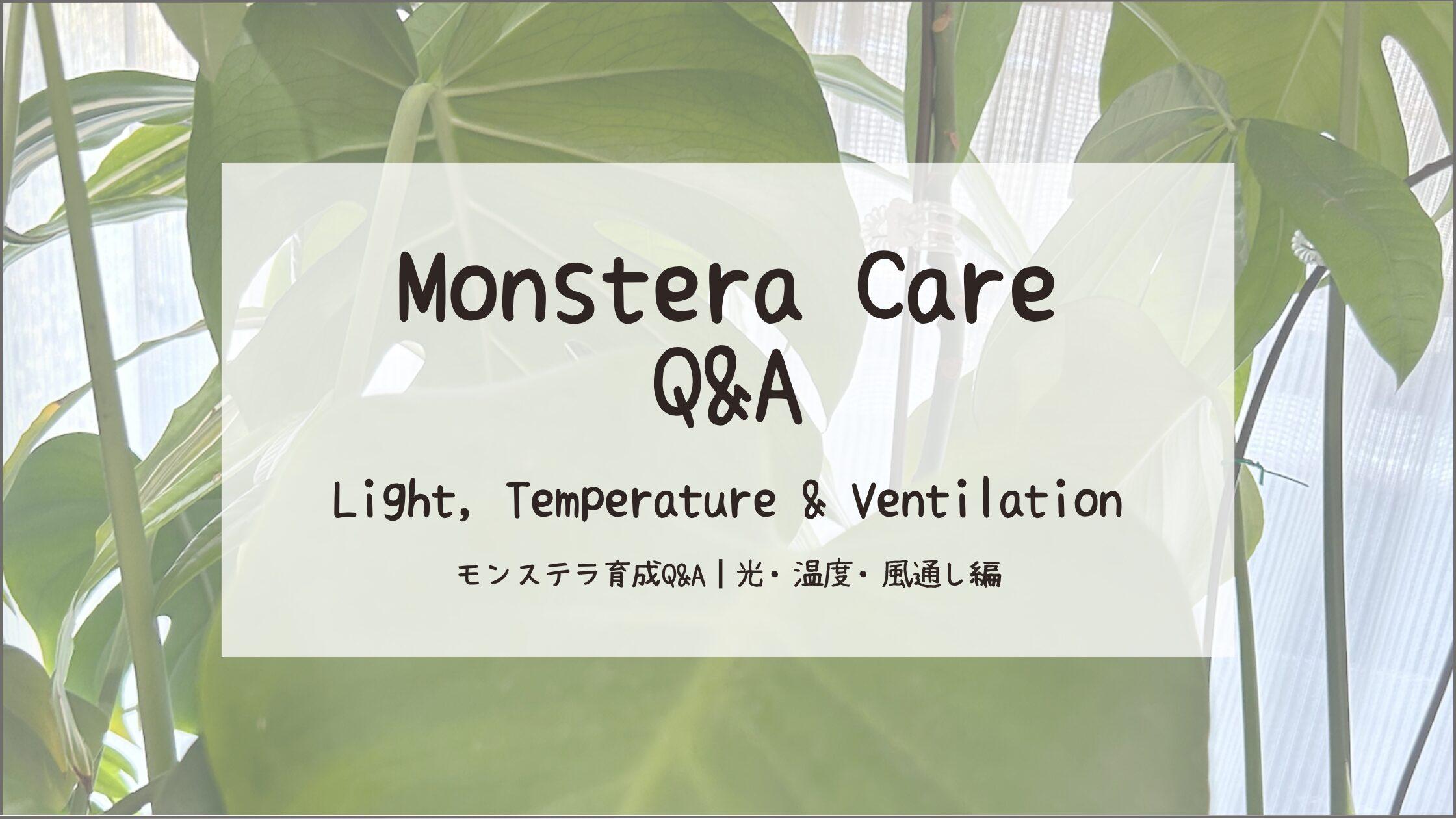 モンステラ育成Q&A┃光・温度・風通し