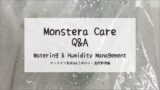 モンステラ育成Q&A┃水やり・湿度管理