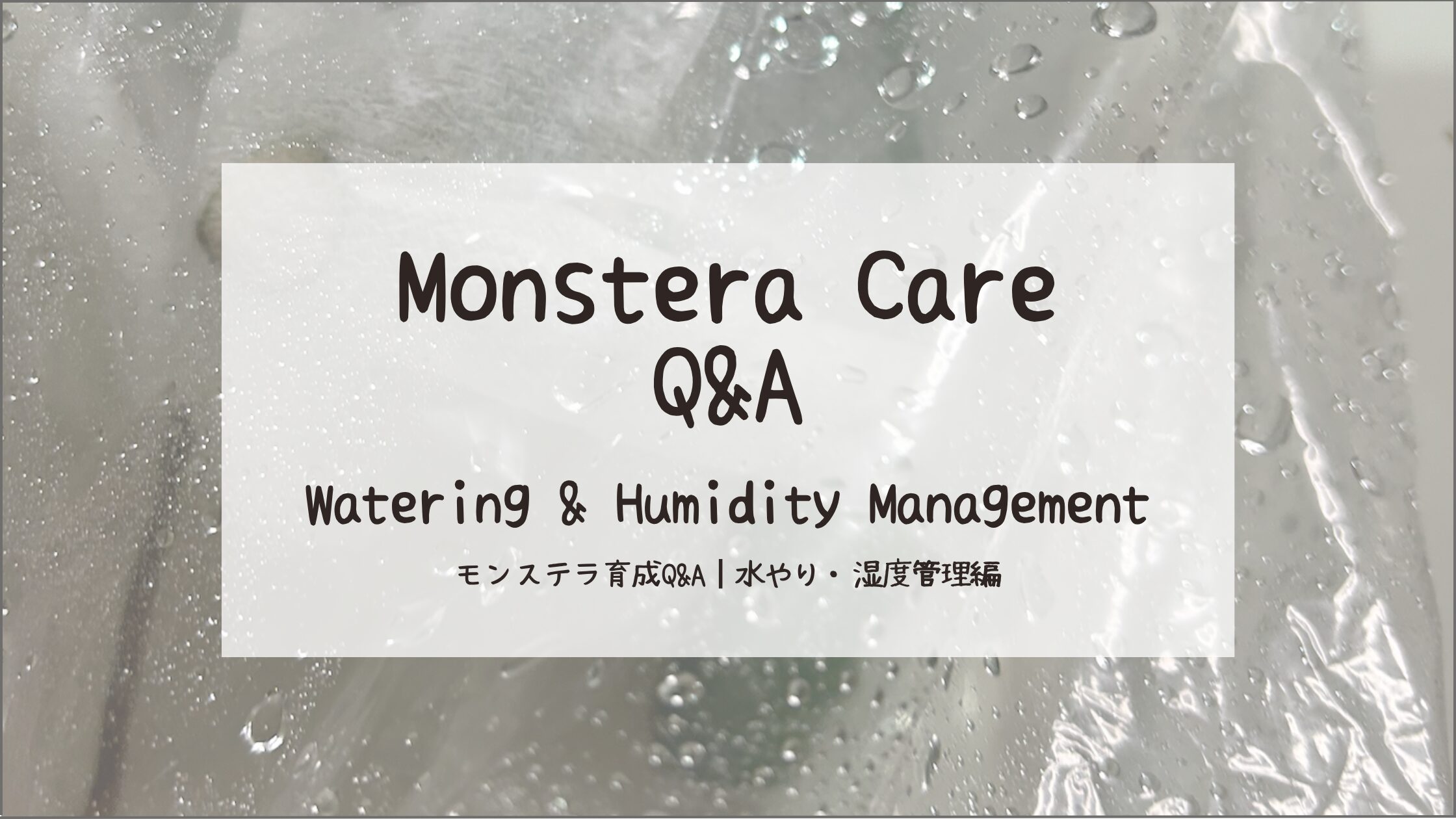モンステラ育成Q&A┃水やり・湿度管理