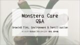 モンステラ育成Q&A┃育て方の工夫・環境、肥料