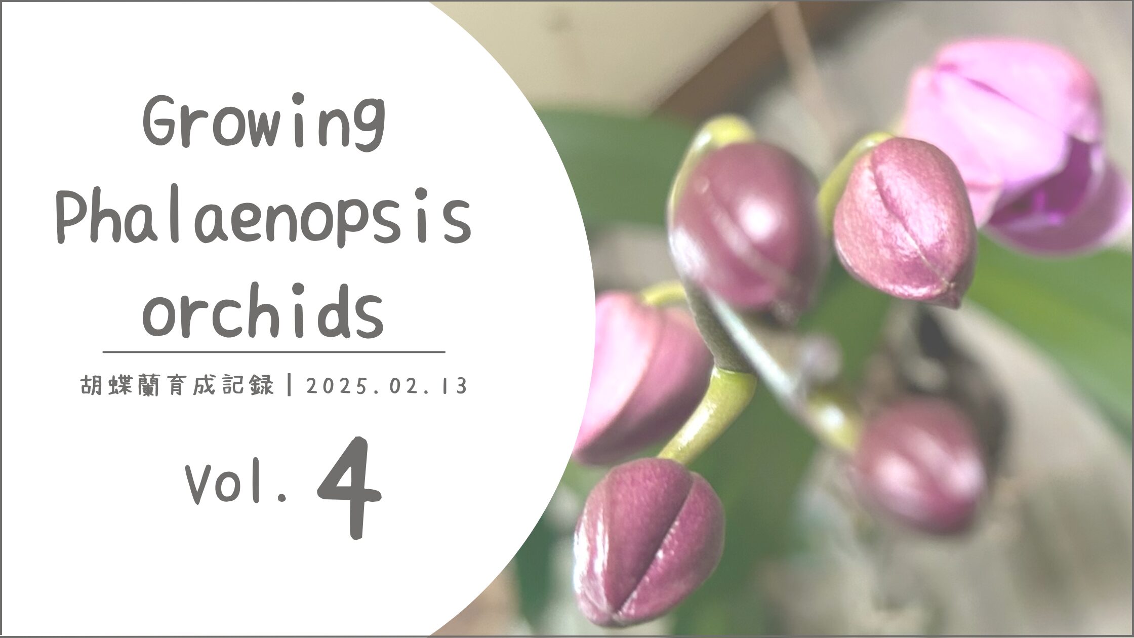 胡蝶蘭育成記アイキャッチ画像