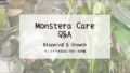 モンステラ育成Q&A┃新芽・葉展開・成長