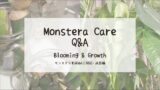 モンステラ育成Q&A┃新芽・葉展開・成長