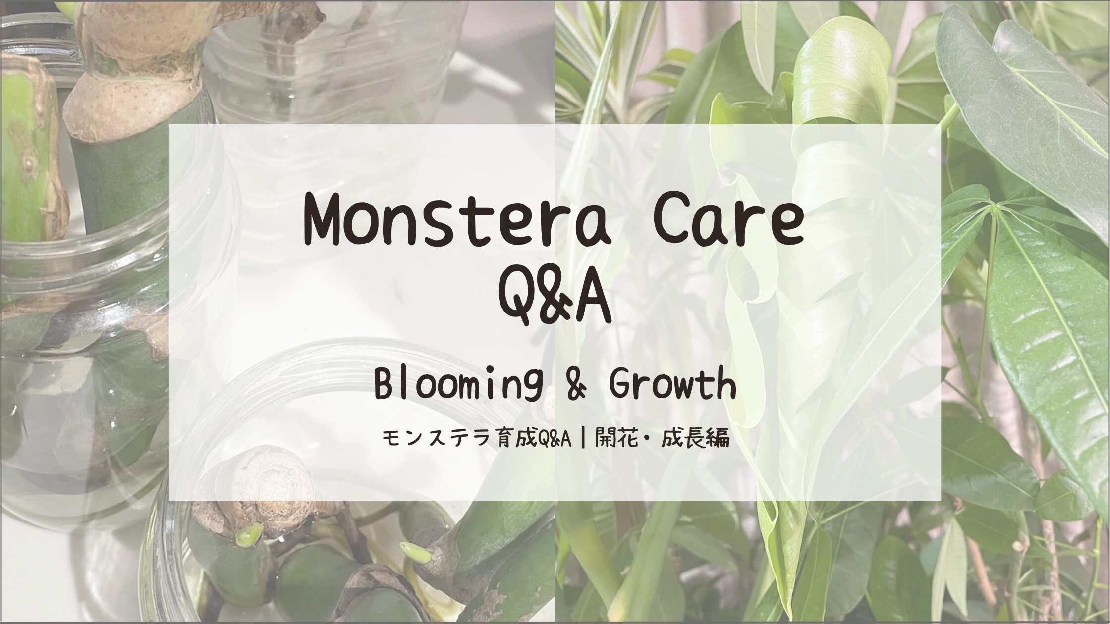 モンステラ育成Q&A┃新芽・葉展開・成長