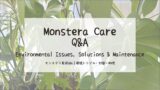 モンステラ育成Q&A┃環境トラブル・対策・処理