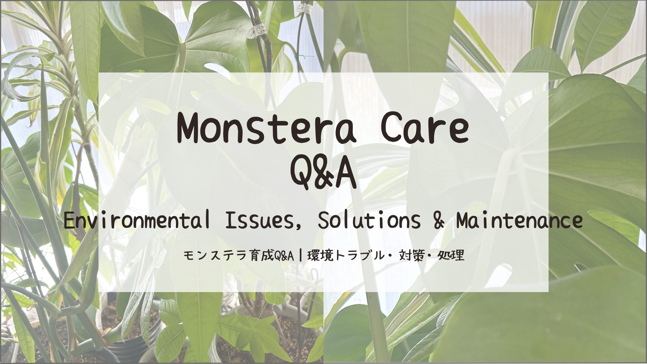 モンステラ育成Q&A┃環境トラブル・対策・処理