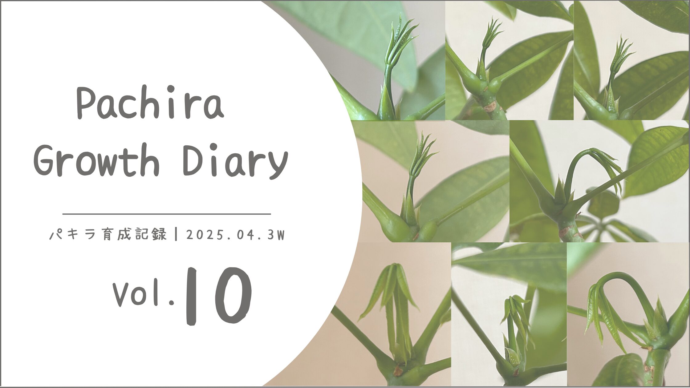 パキラ育成記アイキャッチ画像