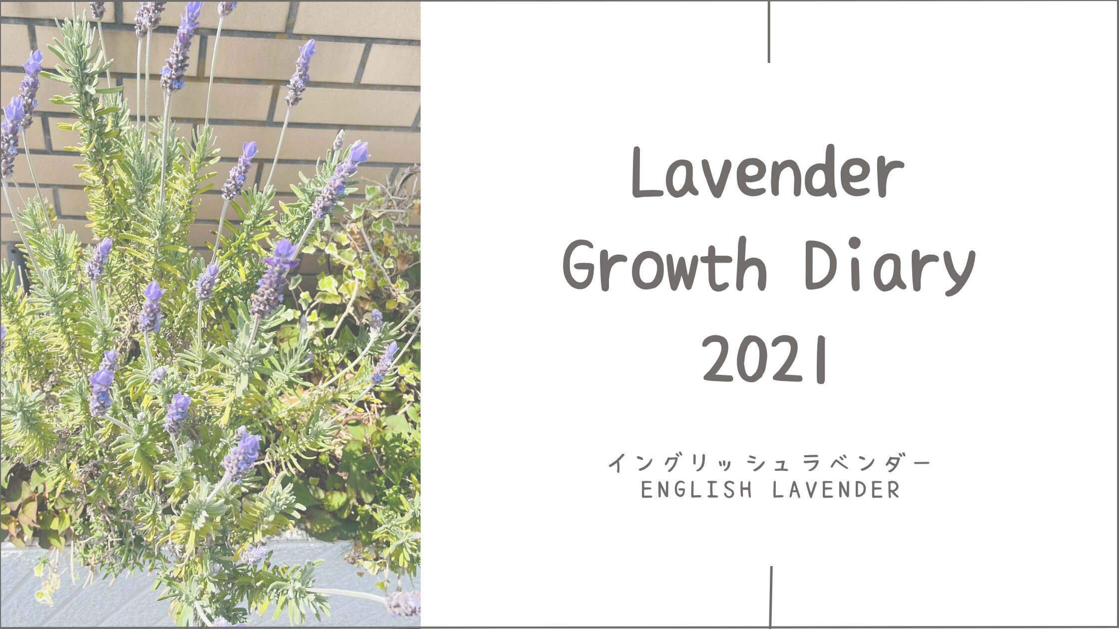 ラベンダー育成記アイキャッチ画像