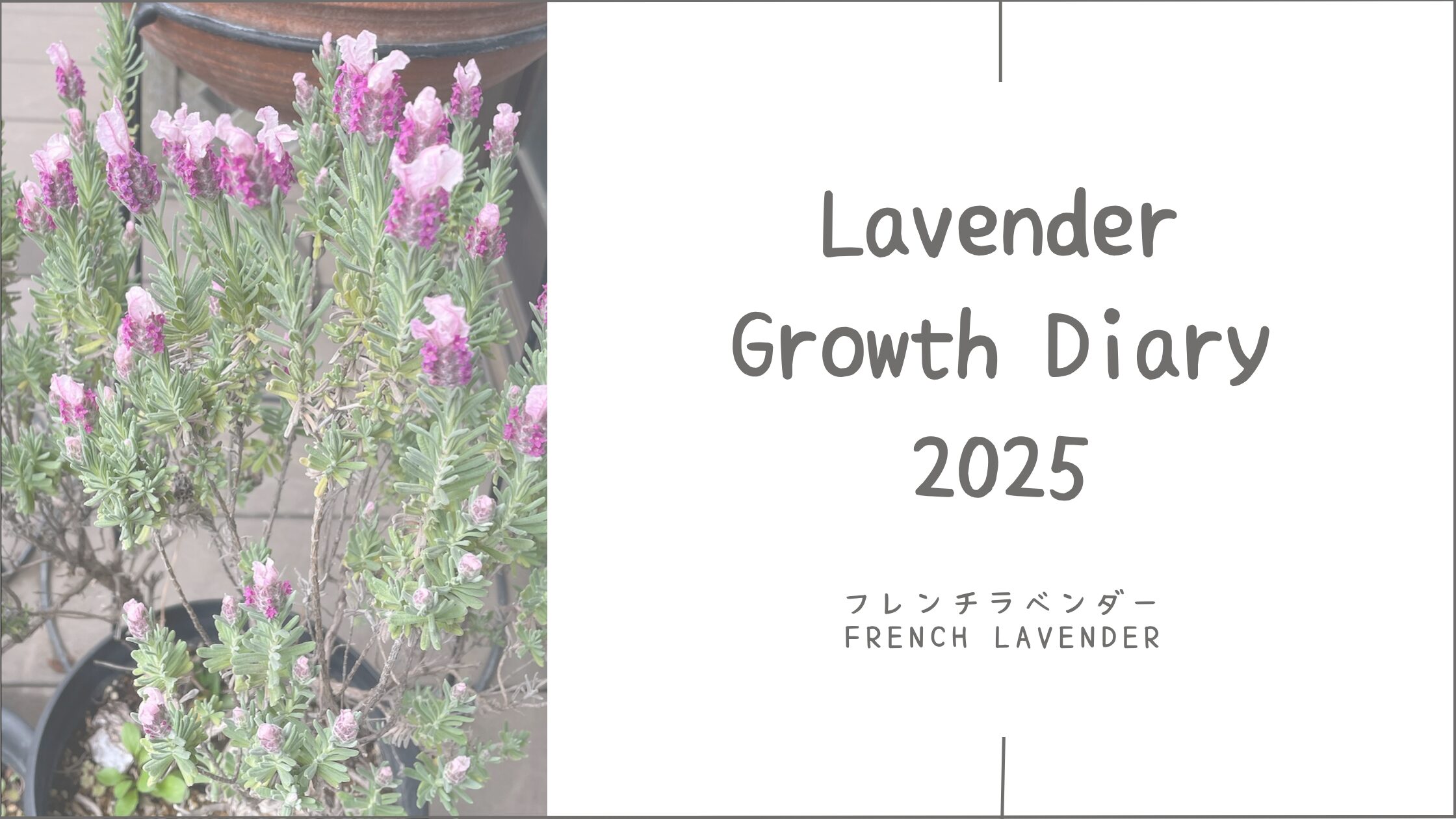 ラベンダー育成記アイキャッチ画像