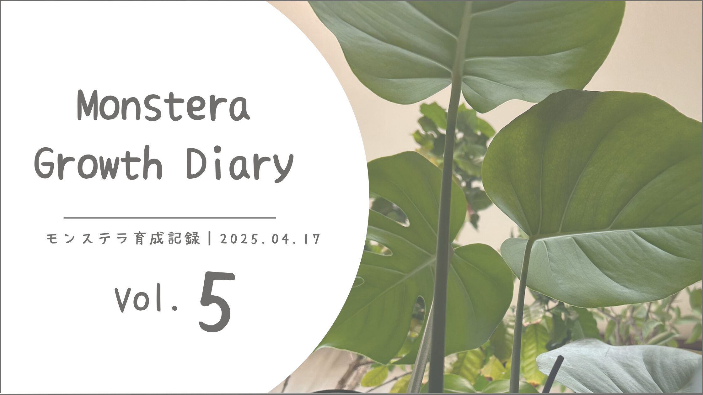 モンステラ育成記アイキャッチ画像