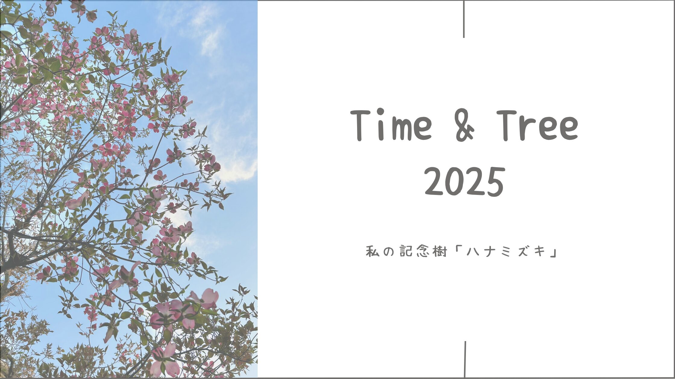 ハナミズキ育成記アイキャッチ画像