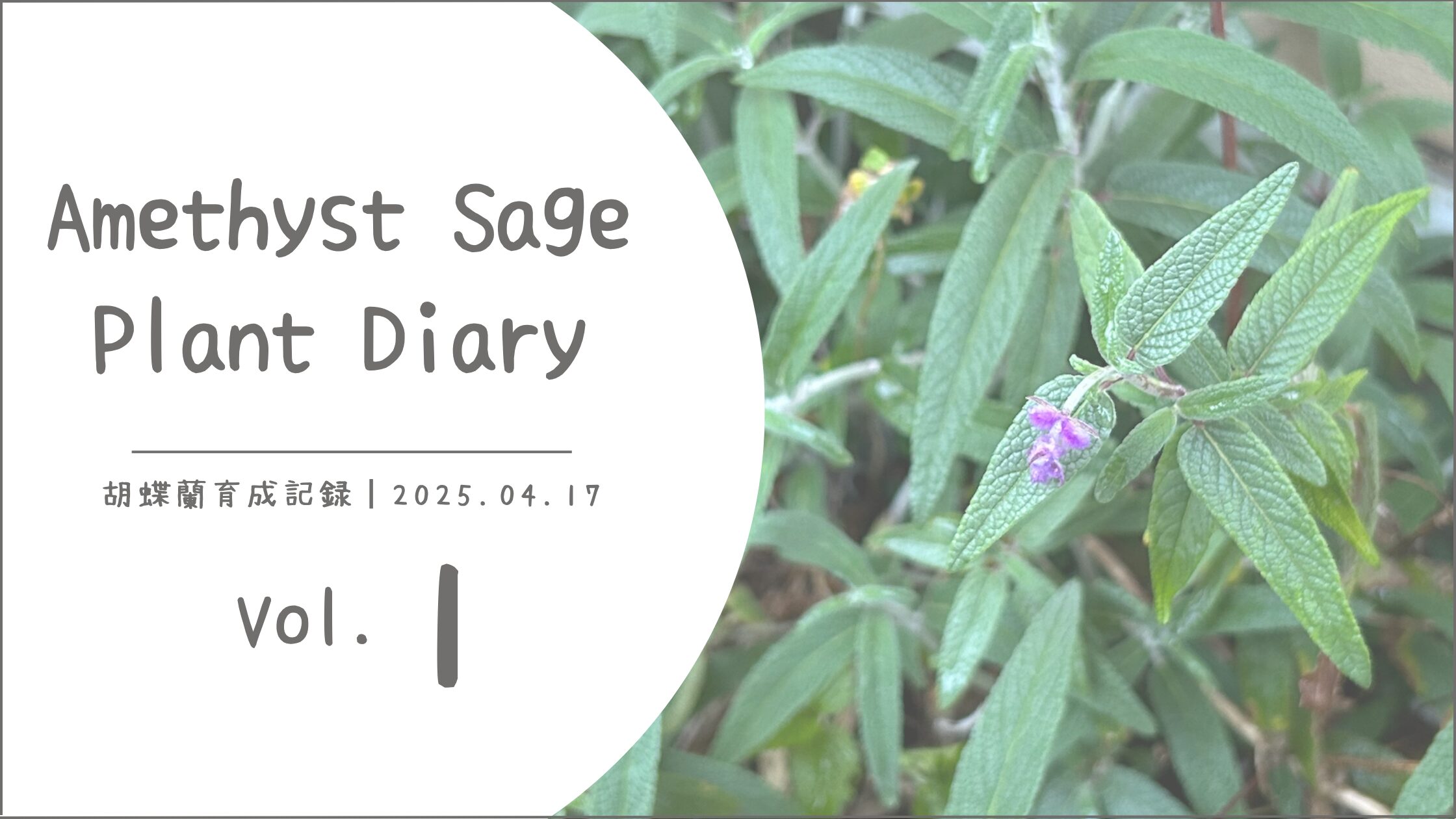 アメジストセージ育成記アイキャッチ画像