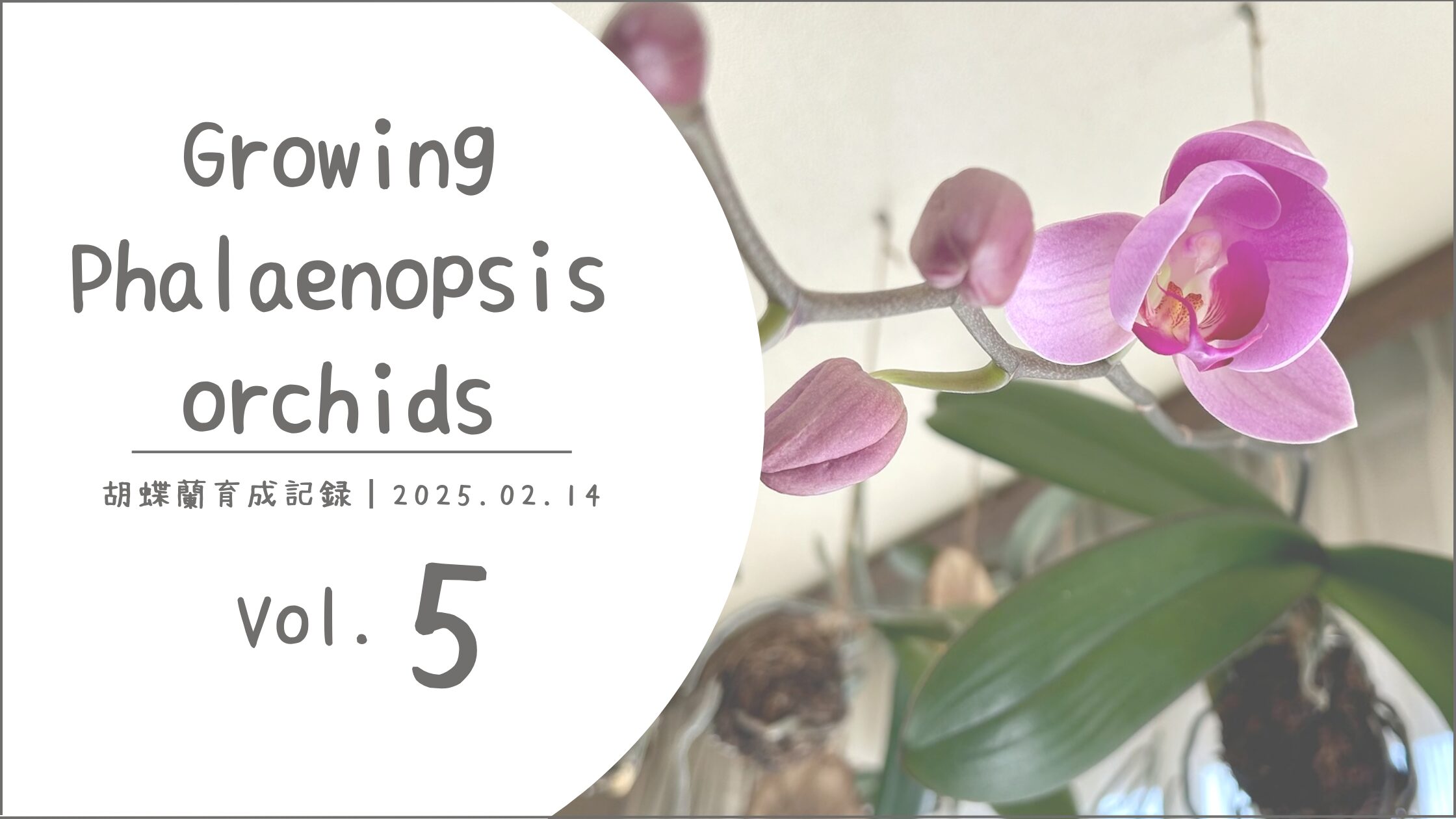 胡蝶蘭育成記アイキャッチ画像