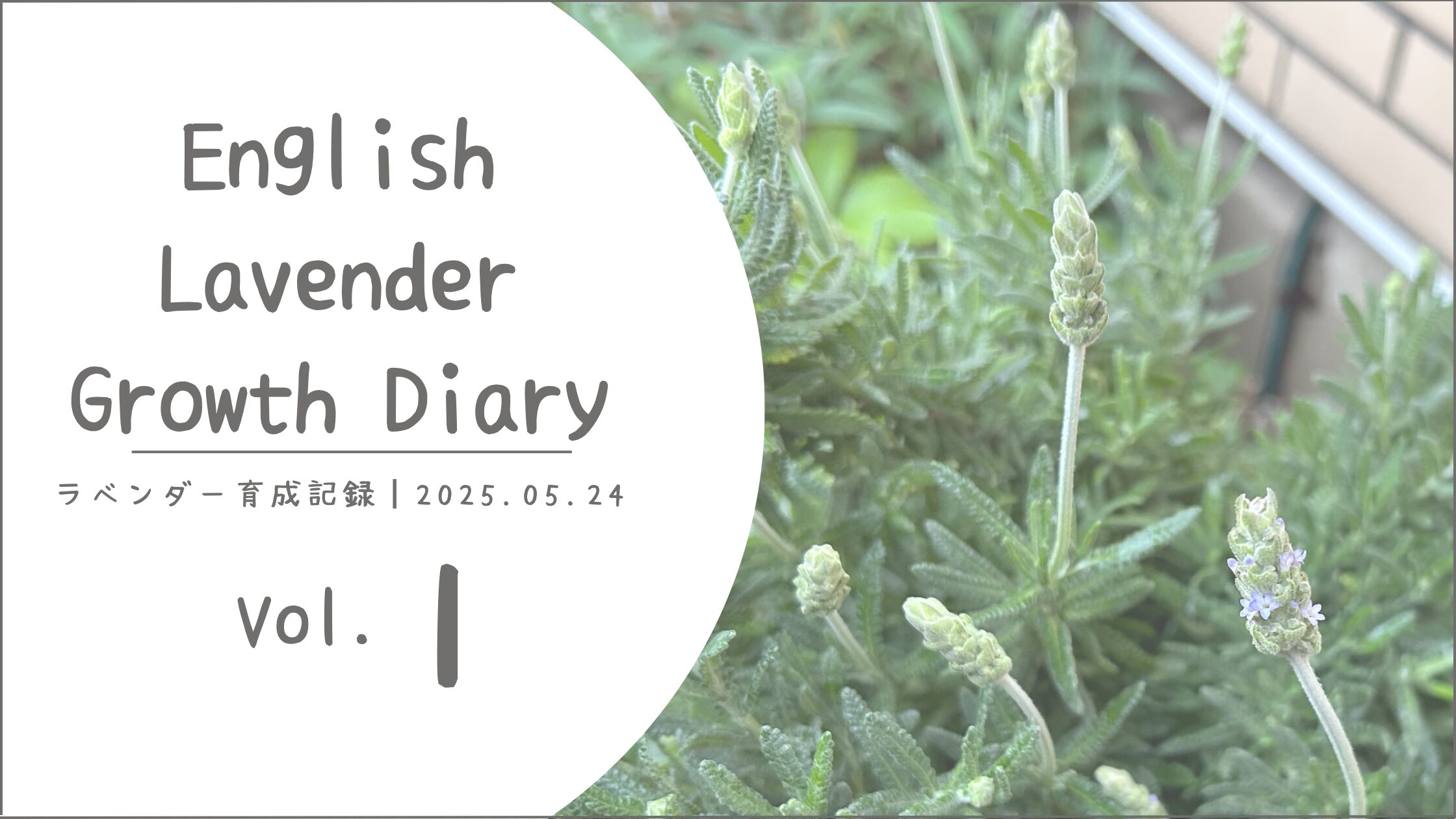 ラベンダー育成記アイキャッチ画像