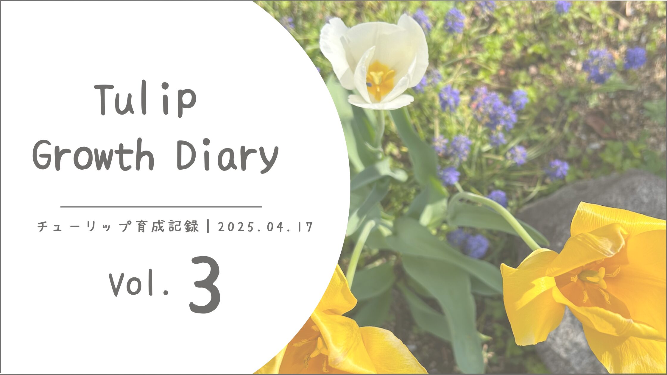チューリップ育成記アイキャッチ画像