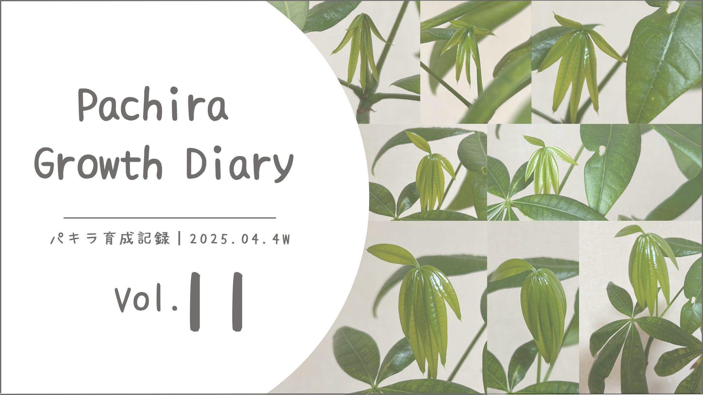 パキラ育成記アイキャッチ画像